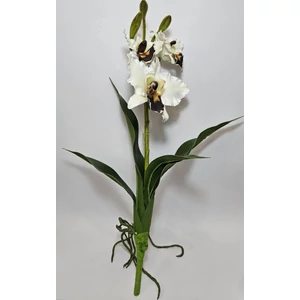 Szálas orchidea levéllel és gyökérrel