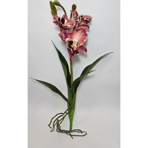 Szálas orchidea levéllel és gyökérrel