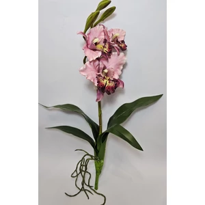Szálas orchidea levéllel és gyökérrel