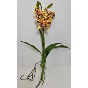 Szálas orchidea levéllel és gyökérrel