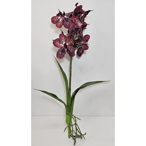 Szálas orchidea levéllel és gyökérrel