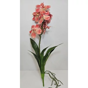 Szálas orchidea levéllel és gyökérrel