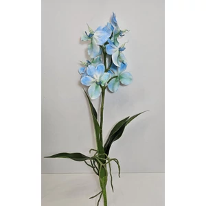 Szálas orchidea levéllel és gyökérrel