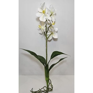 Szálas orchidea levéllel és gyökérrel