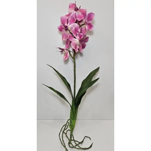Szálas orchidea levéllel és gyökérrel