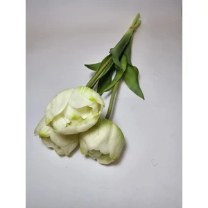 Dupla szírmú tulipán
