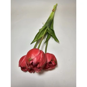 Dupla szírmú tulipán