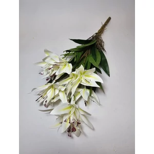 Csokoros orchidea