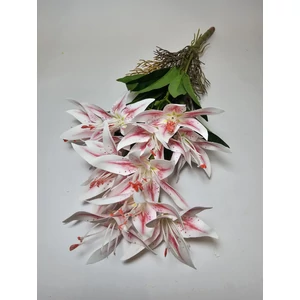 Csokoros orchidea