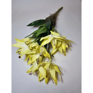 Csokoros orchidea