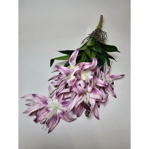 Csokoros orchidea