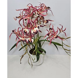 Pók orchidea kaspóban