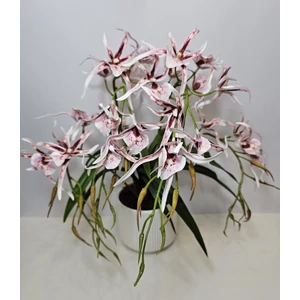 Pók orchidea kaspóban