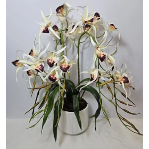 Pók orchidea kaspóban