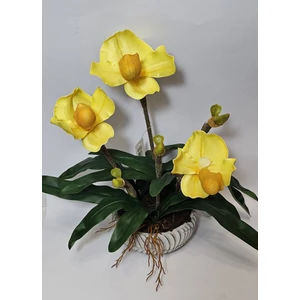 Orchidea kaspóban