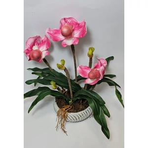 Orchidea kaspóban