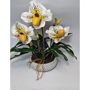 Orchidea kaspóban