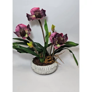 Orchidea kaspóban