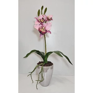 Orchidea VZS kaspóban 