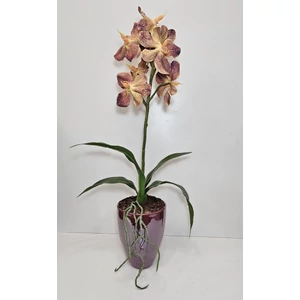 Orchidea VZS kaspóban 