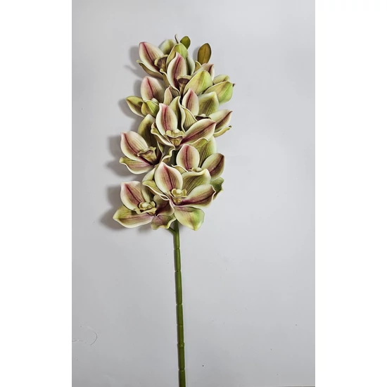 Cilimbium orchidea
