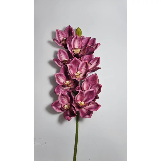 Cilimbium orchidea
