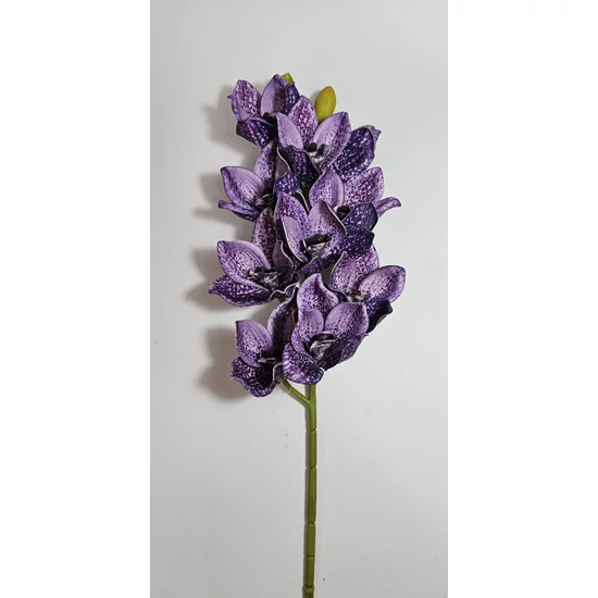 Cilimbium orchidea