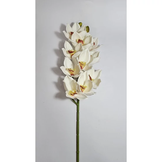 Cilimbium orchidea