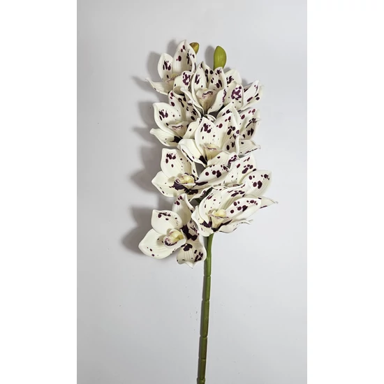 Cilimbium orchidea